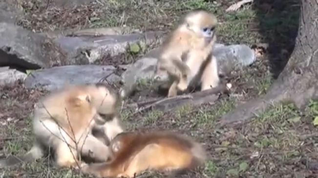 陜西：動物個體識別系統可精準識別&ldquo;猴臉&rdquo;