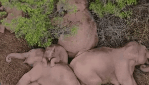 &ldquo;象&rdquo;往何處？ 亞洲象的&ldquo;正確睡姿&rdquo;什么樣？