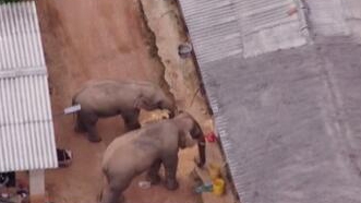 圈粉無數的&ldquo;大象旅行團&rdquo;走到哪兒了？