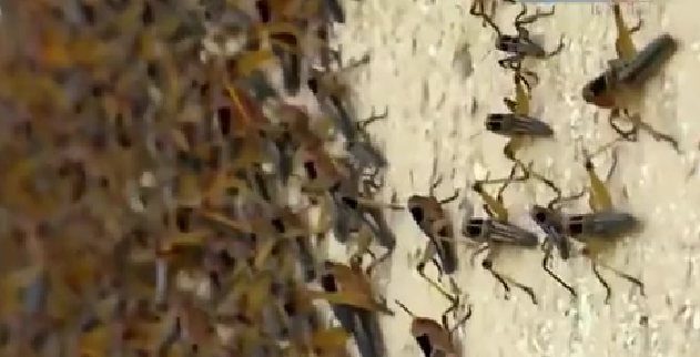 恐怖！ 漫天飛舞 俄邊疆區遭蝗蟲、瓢蟲侵襲