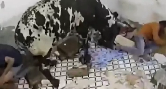 驚嚇！ 印度公牛打架沖進屋子 男子奪門而出