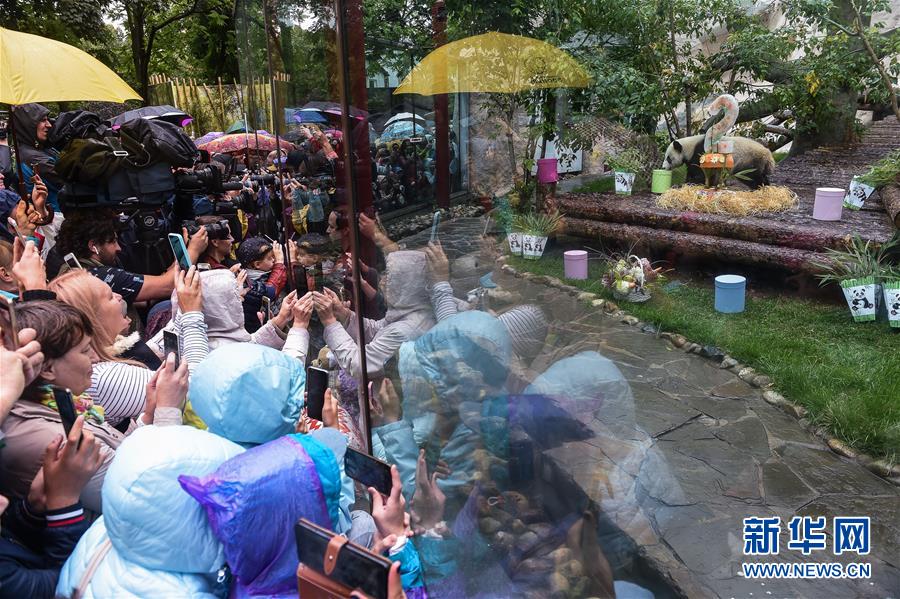 （國(guó)際）（2）莫斯科動(dòng)物園為大熊貓&ldquo;如意&rdquo;和&ldquo;丁丁&rdquo;慶生