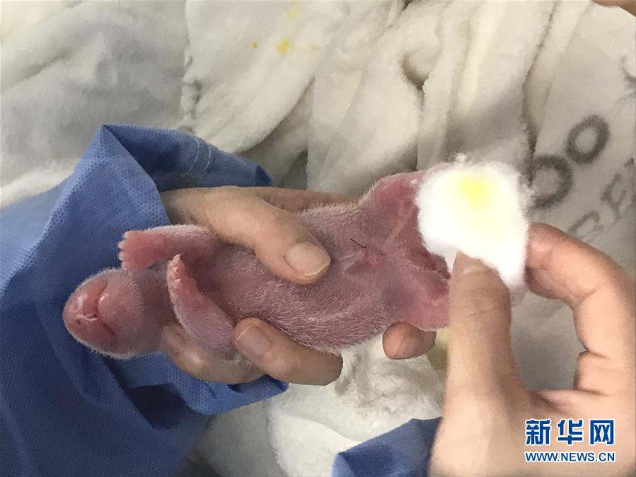 （國際）（2）旅德大熊貓&ldquo;夢夢&rdquo;產下雙胞胎