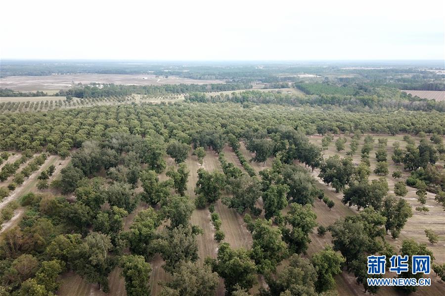 （國際&middot;圖文互動）（6）通訊：期待美中盡早達成貿易協議&mdash;&mdash;颶風和關稅夾擊下的美國山核桃種植戶盼重回中國市場