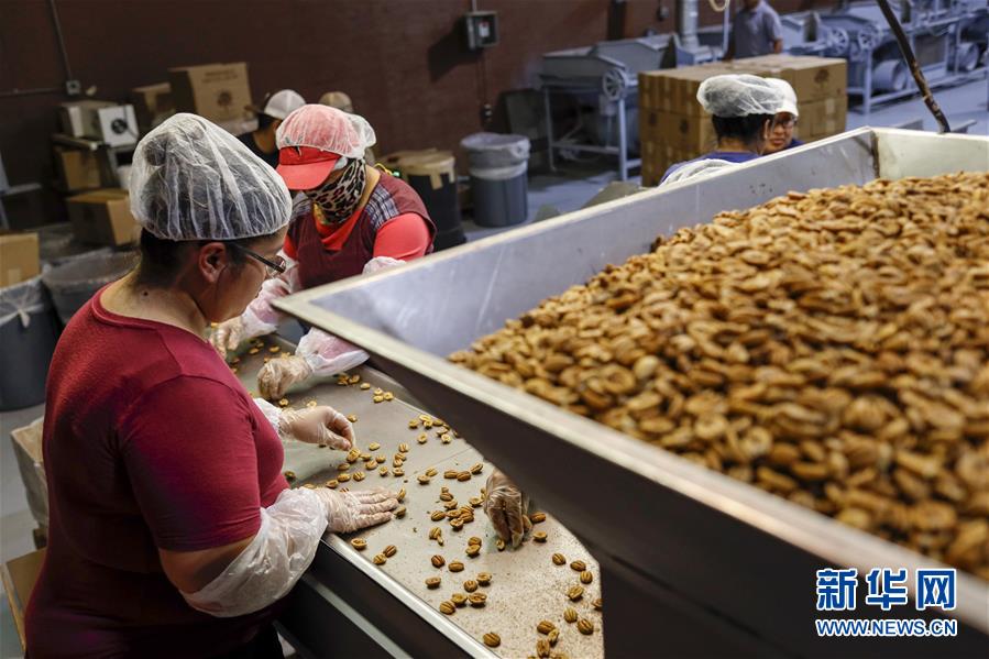 （國際&middot;圖文互動）（7）通訊：期待美中盡早達成貿易協議&mdash;&mdash;颶風和關稅夾擊下的美國山核桃種植戶盼重回中國市場