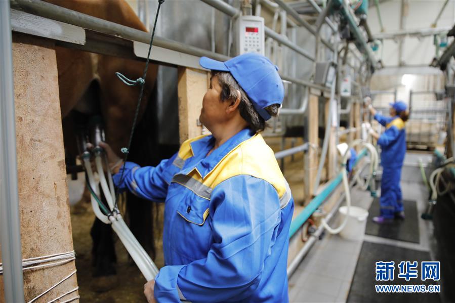 （國際&middot;圖文互動）（3）從&ldquo;先遣隊&rdquo;到&ldquo;正規軍&rdquo;&mdash;&mdash;哈薩克斯坦駱駝奶粉入華記