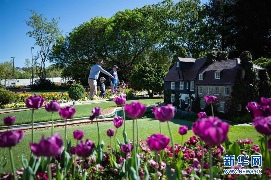 （XHDW&middot;圖文互動(dòng)）（2）通訊：&ldquo;無(wú)處不在的鮮花為我們帶來(lái)歡樂(lè)和希望&rdquo;&mdash;&mdash;&ldquo;小人國(guó)&rdquo;里的堪培拉花展