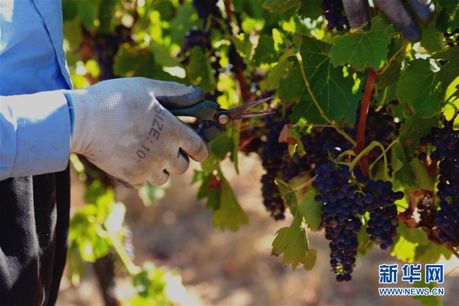 （第三屆進博會&middot;圖文互動）（2）專訪：進博會是了解中國市場的好機會&mdash;&mdash;訪澳大利亞諾瓦維塔葡萄酒集團創始人卡臣