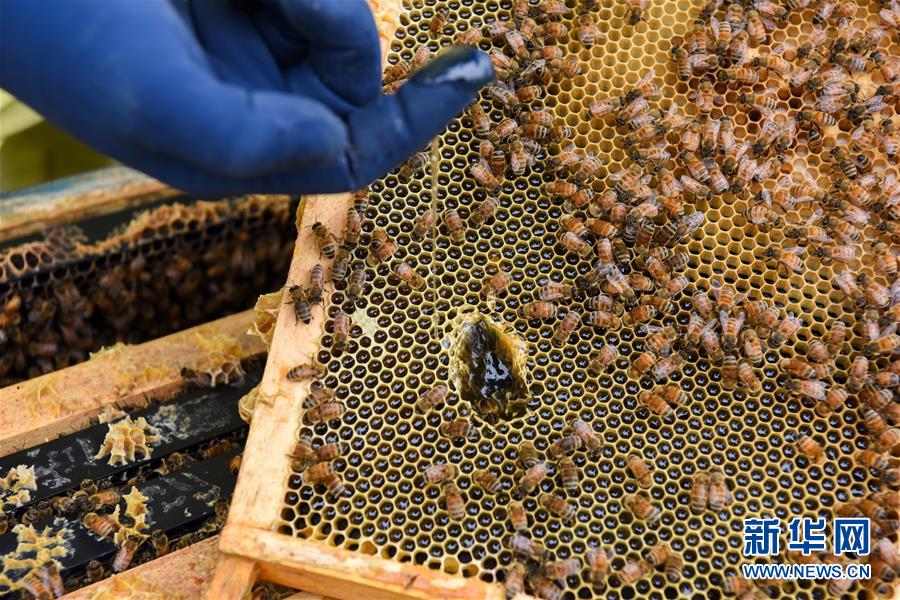 （第三屆進博會&middot;圖文互動）（6）通訊：新西蘭的進博會味道，甜