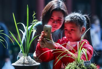 鄉(xiāng)村文化禮堂舉辦春季&ldquo;蘭花大會&rdquo;